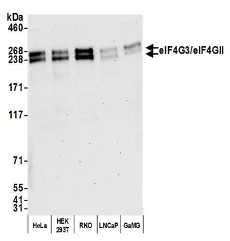 eIF4G3/eIF4GII Antibody