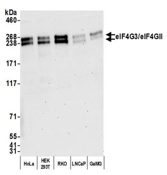 Rabbit anti-eIF4G3/eIF4GII Antibody