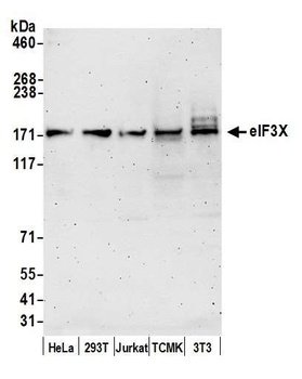 eIF3X Antibody