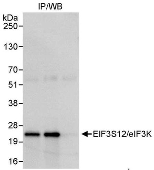 Rabbit anti-eIF3K/EIF3S12 Antibody