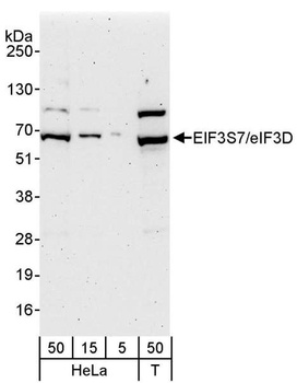 Rabbit anti-eIF3D/EIF3S7 Antibody