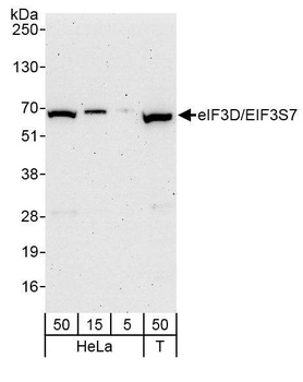 Rabbit anti-eIF3D/EIF3S7 Antibody