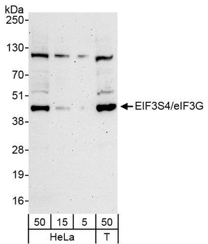 Rabbit anti-eIF3G/EIF3S4 Antibody