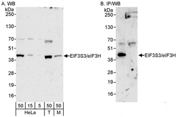 Rabbit anti-eIF3H/EIF3S3 Antibody