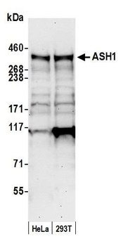 ASH1 Antibody