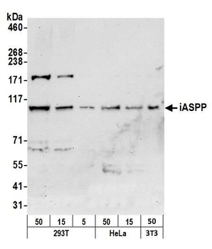 Rabbit anti-iASPP Antibody