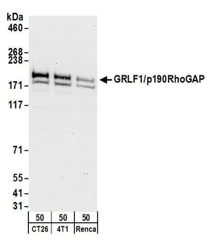 GRLF1/p190RhoGAP Antibody