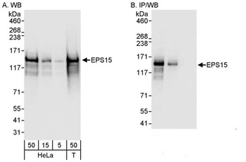 Rabbit anti-EPS15 Antibody