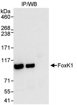 Rabbit anti-FOXK1 Antibody