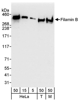 Rabbit anti-Filamin B Antibody