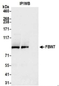 FBW7 Antibody