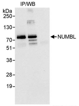 Rabbit anti-NUMBL Antibody