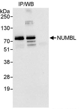 NUMBL Antibody