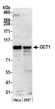 Rabbit anti-OCT1 Antibody