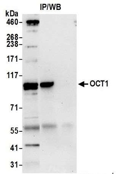 Rabbit anti-OCT1 Antibody