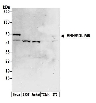 ENH/PDLIM5 Antibody