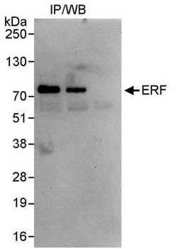 ERF Antibody