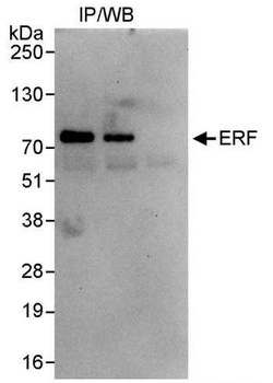 ERF Antibody