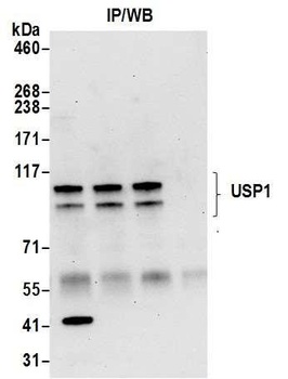 USP1 Antibody