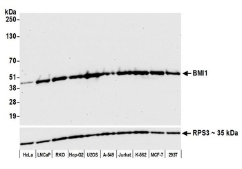 Rabbit anti-BMI1 Antibody