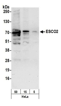 Rabbit anti-ESCO2 Antibody