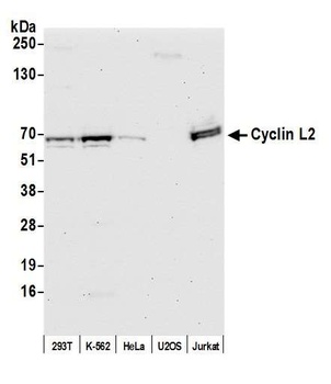 Rabbit anti-Cyclin L2 Antibody