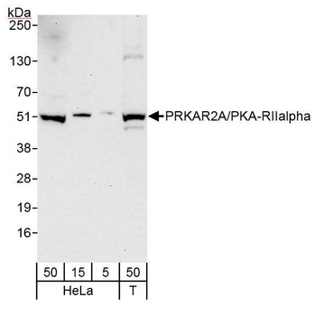 Rabbit anti-PRKAR2A/PKA-RIIalpha Antibody