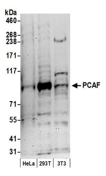 Rabbit anti-PCAF Antibody