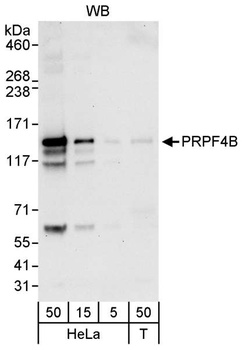 Rabbit anti-PRPF4B Antibody
