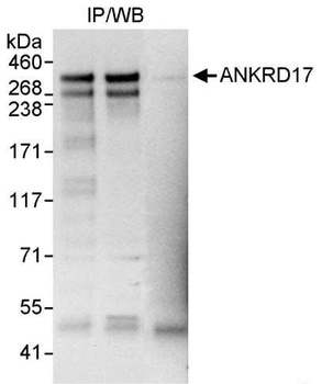 Rabbit anti-ANKRD17 Antibody