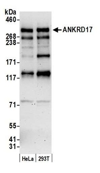 Rabbit anti-ANKRD17 Antibody