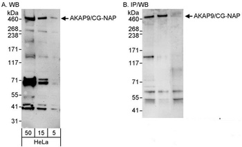 AKAP9/CG-NAP Antibody