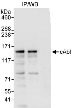 Rabbit anti-cAbl Antibody
