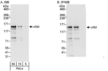 Rabbit anti-cAbl Antibody