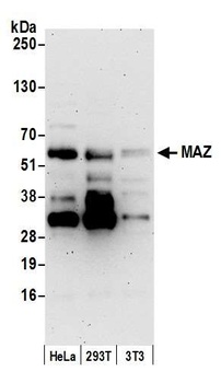 MAZ/SAF-1 Antibody