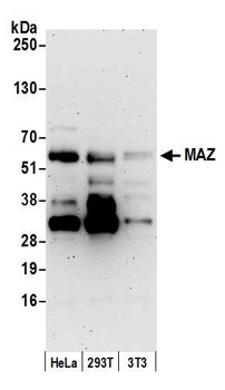Rabbit anti-MAZ/SAF-1 Antibody