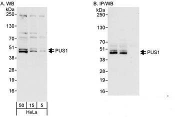 Rabbit anti-PUS1 Antibody