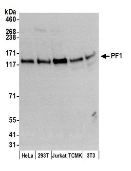 PF1 Antibody