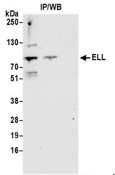 Rabbit anti-ELL Antibody