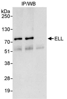 Rabbit anti-ELL Antibody