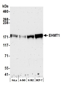 Rabbit anti-EHMT1 Antibody