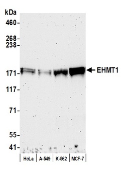 EHMT1 Antibody