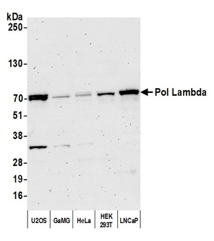 Pol Lambda Antibody