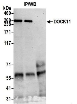 DOCK11 Antibody