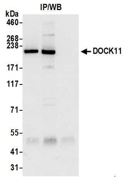 DOCK11 Antibody