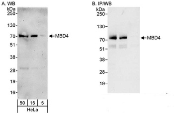 Rabbit anti-MBD4 Antibody