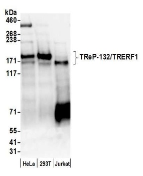 TReP-132/TRERF1 Antibody