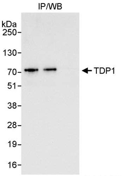 Rabbit anti-TDP1 Antibody