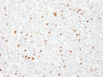 Rabbit anti-CENP-F/Mitosin Antibody