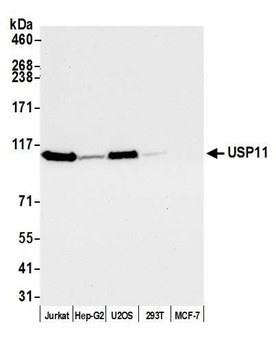 Rabbit anti-USP11 Antibody